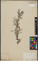 Foto von Salix viminalis L.